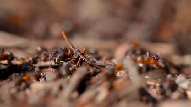 Veel Mieren Kolonie Dicht Insectenmier Het Wild Macro Leven Organisatie — Stockvideo