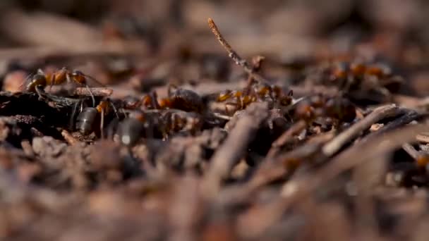 Veel Mieren Kolonie Dicht Insectenmier Het Wild Macro Leven Organisatie — Stockvideo