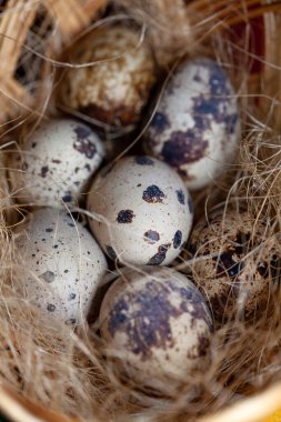 Hasır sepette taze organik bıldırcın yumurtası. Diyet ürünü. Organik yiyecekler. Ev yapımı bıldırcın yumurtaları yakın plan. Paskalya. Protein ve Sağlıklı Beslenme.
