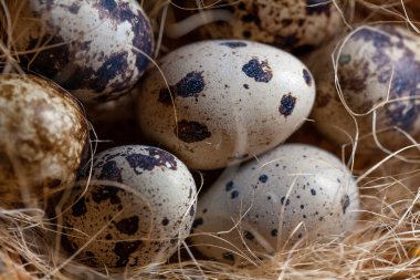 Hasır sepette taze organik bıldırcın yumurtası. Diyet ürünü. Organik yiyecekler. Ev yapımı bıldırcın yumurtaları yakın plan. Paskalya. Protein ve Sağlıklı Beslenme.