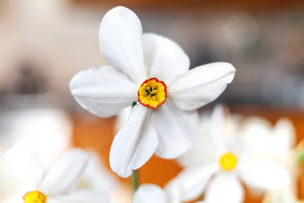 Close Beautiful Daffodils Blurred Background — Free Stock Photo