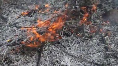 Dumanı tüten yangının yakın görüntüsü. Büyük duman bulutları ve ateş yayıldı. Orman ve tropikal orman tahribatı. Amazon ve Sibirya orman yangınları. Kuru çimenler yanıyor. İklim değişikliği ve ekoloji. Gerçek ateş.