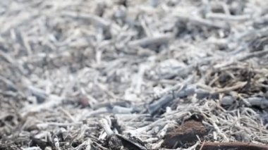 Dumanı tüten yangının yakın görüntüsü. Büyük duman bulutları ve ateş yayıldı. Orman ve tropikal orman tahribatı. Amazon ve Sibirya orman yangınları. Kuru çimenler yanıyor. İklim değişikliği ve ekoloji. Gerçek ateş.