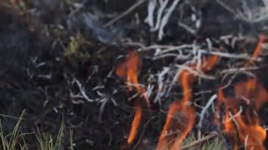 Dumanı tüten yangının yakın görüntüsü. Büyük duman bulutları ve ateş yayıldı. Orman ve tropikal orman tahribatı. Amazon ve Sibirya orman yangınları. Kuru çimenler yanıyor. İklim değişikliği ve ekoloji. Gerçek ateş.