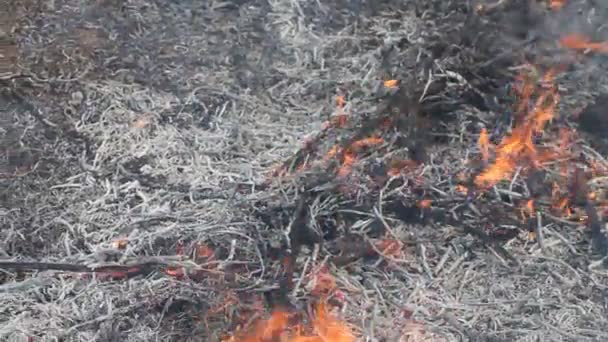 Closeup View Smoking Wild Fire Large Smoke Clouds Fire Spread — Stock Video