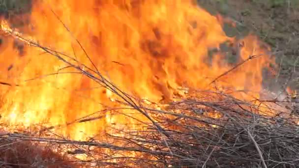 Dichtbij Uitzicht Het Roken Van Wild Vuur Grote Rookwolken Vuur — Stockvideo