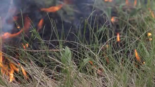 Dichtbij Uitzicht Het Roken Van Wild Vuur Grote Rookwolken Vuur — Stockvideo