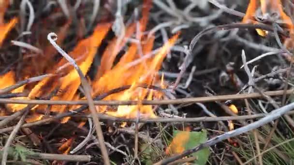 Vue Rapprochée Feu Forêt Fumant Gros Nuages Fumée Propagation Feu — Video