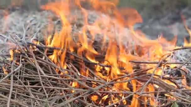Dumanı Tüten Yangının Yakın Görüntüsü Büyük Duman Bulutları Ateş Yayıldı — Stok video