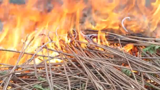 Nahaufnahme Des Rauchens Von Wildem Feuer Große Rauchwolken Und Feuer — Stockvideo