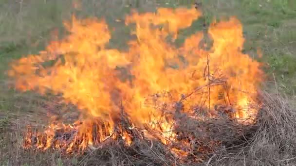 Vista Cerca Fumar Fuego Salvaje Grandes Nubes Humo Fuego Extendieron — Vídeo de stock