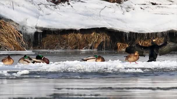 Aleteo de cormoranes sobre hielo — Vídeo de stock