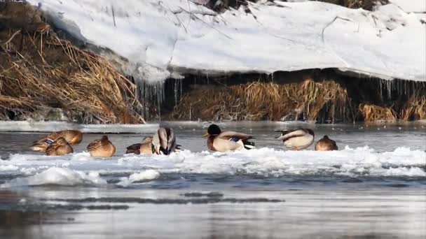 Стая кряквы-утки на уходе за льдом — стоковое видео