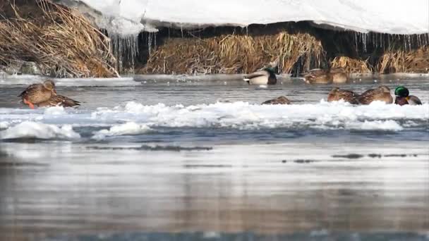 Утки на зимней ледяной реке — стоковое видео