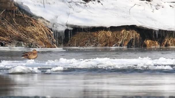 Кряквы высаживаются и замерзают на реке. — стоковое видео