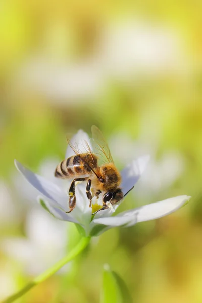 Bee on flower — Stock Photo, Image