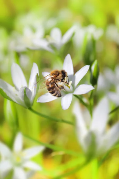 Bee on flower — Stock Photo, Image