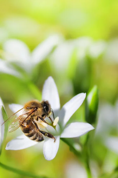 Biene auf Blume Stockbild