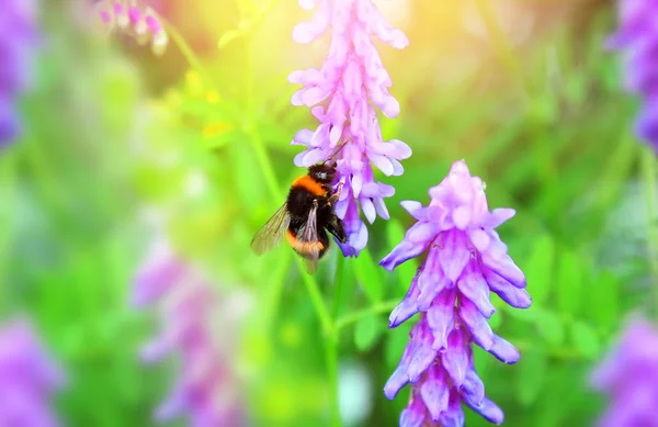 Bumblebee on the flowers of wild vetch — Stock Photo, Image