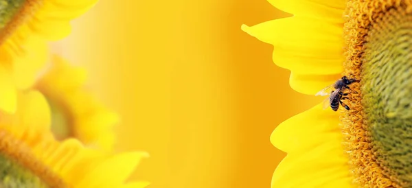 Bee collects nectar from a sunflower flower on orange blurred background, banner for website. Panorama. Blurred space for your text — Stock Photo, Image