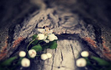 Rustik ahşap arka plan üzerinde dramatik bahar çiçekleri. Bulanık s