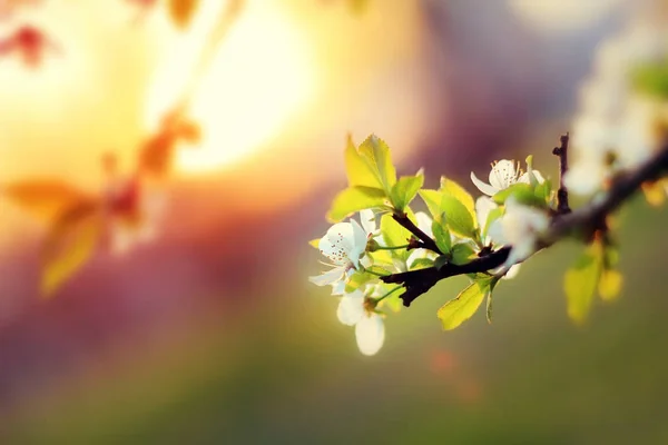 Naplemente. Cseresznye virágok tavasszal virágzó fehér homályos háttérben — Stock Fotó
