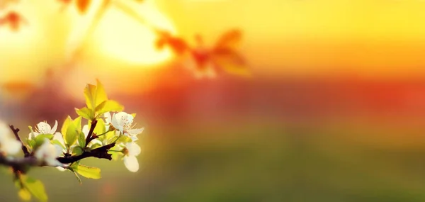 Puesta de sol. Flores de cerezo blanco florecientes de primavera en un fondo borroso — Foto de Stock