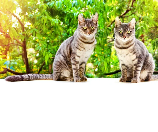 Tabby two cat sits on a white surface on a background of green l — Stock Photo, Image