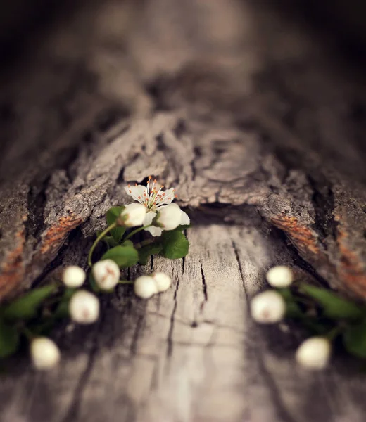 Dramáticas flores de primavera sobre un fondo rústico de madera. Borrosa s — Foto de Stock
