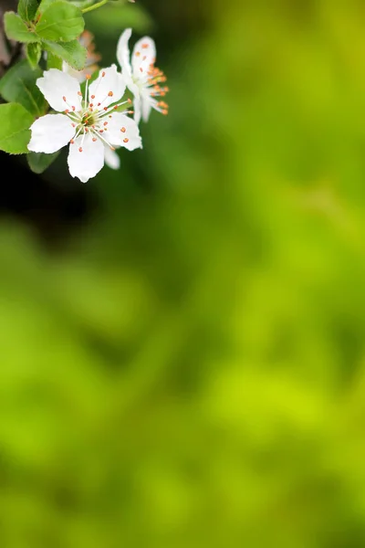 Весенние цветы, цветущие белой вишней на размытой зеленой backgrou — стоковое фото