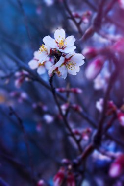 Bahar fantastik çiçek açan çiçekler bir dalda göze çarpıyor. Dramati