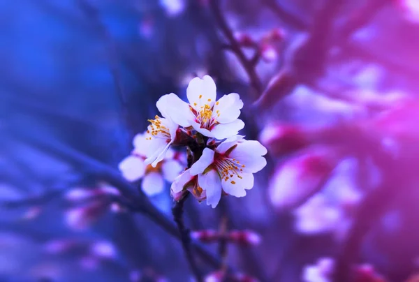 Spring fantastic blooming flowers stand out on a branch. Dramati — Stock Photo, Image
