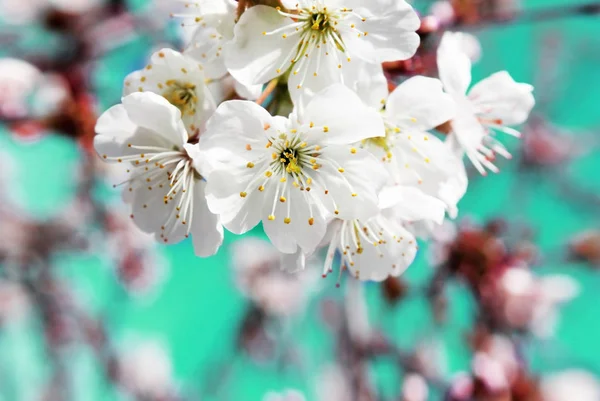 Primavera cereja flores closeup, flor branca dia ensolarado, contra o céu azul — Fotografia de Stock