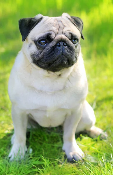 Perro Pug retrato pura raza aislado sobre un fondo borroso de gr — Foto de Stock