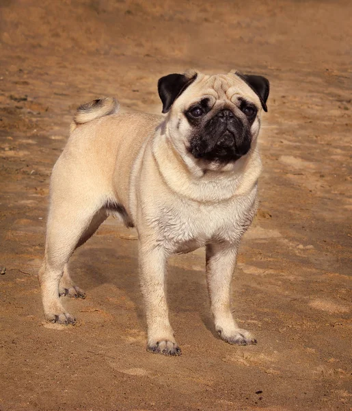 Pug cão é um jovem puro-sangue fica na areia e olha para o th — Fotografia de Stock