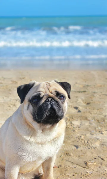 Pug dog is a young thoroughbred sitting on his hind legs on the — Stock Photo, Image