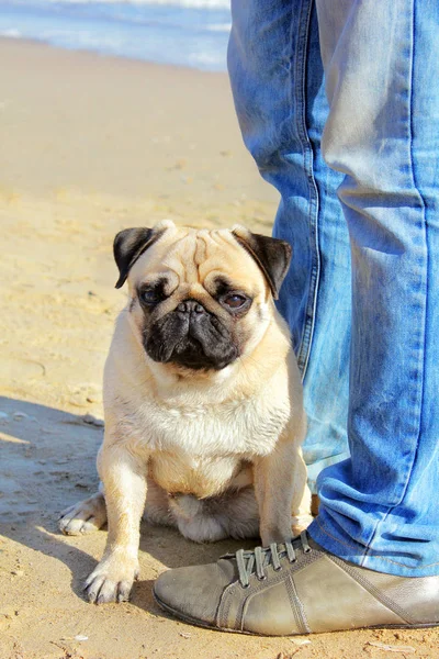 Pug Dog e proprietário de pernas em jeans sentado em suas patas traseiras em t — Fotografia de Stock