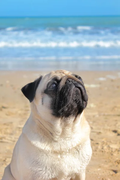 Pug dog portrait is a young thoroughbred looking up at the sky o — Stock Photo, Image