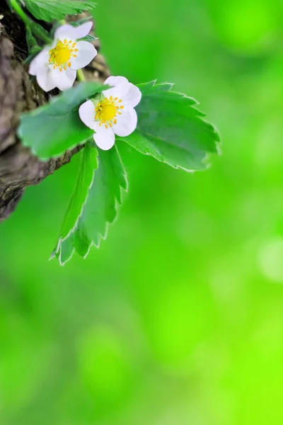 Frühling blüht weiße Erdbeerblüten — Stockfoto