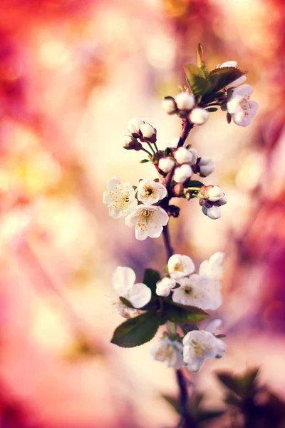 Spring background with blooming flower tree cherry, bokeh bright — Stock Photo, Image