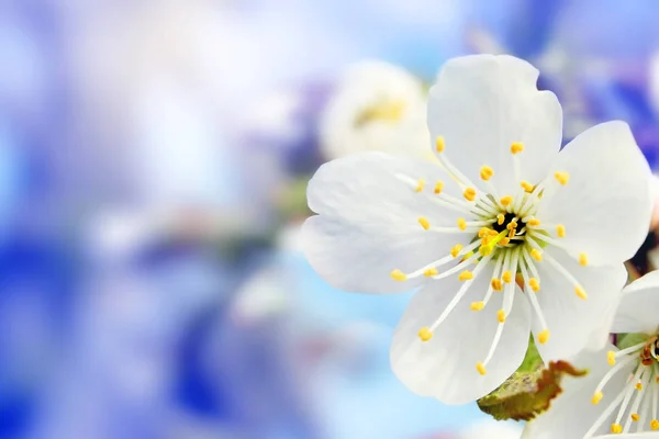 Jarní květiny kvetoucí bílé třešňové detailní na pozadí bl — Stock fotografie