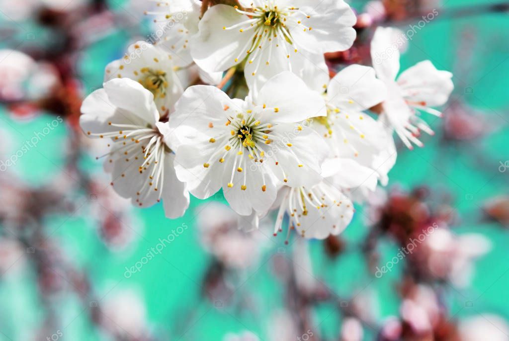 Spring cherry blossoms closeup, white flower sunny day, against the blue sky