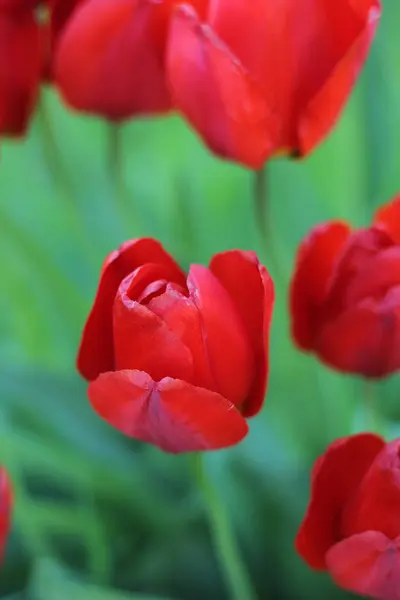 Rote Tulpen Blumen im grünen Gras Nahaufnahme — Stockfoto