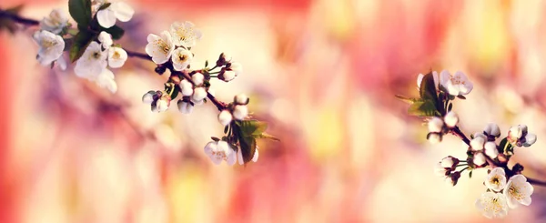 Forår baggrund med blomstrende træ kirsebær, bokeh lyse rød, o - Stock-foto
