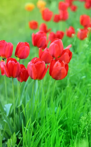 Rote Tulpen Blumen auf einem Hintergrund aus grünem Gras Nahaufnahme — Stockfoto