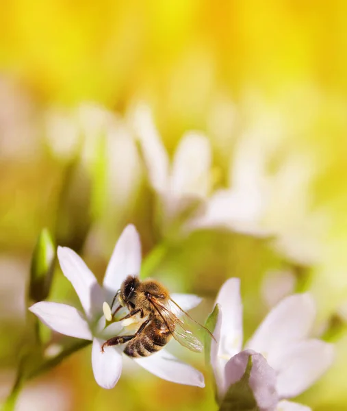 Bee on white flower close up macro while collecting pollen on or — Stock Photo, Image