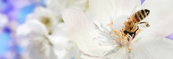 La abeja recoge el néctar (polen) de las flores blancas de un floweri — Foto de Stock