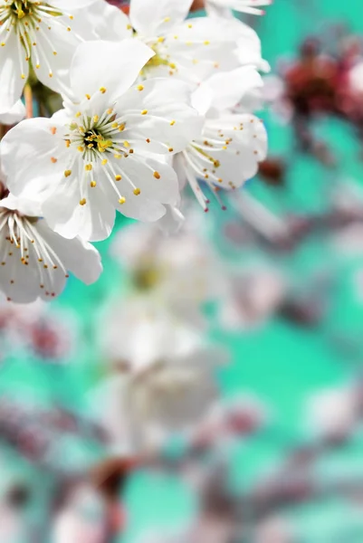 Jarní Třešňové květy closeup, bílý květ slunečný den, poz — Stock fotografie