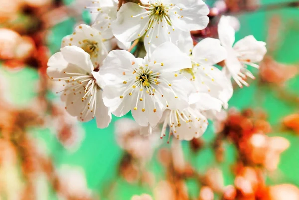 Spring cherry blossoms close up, white flower sunny day, against — Stock Photo, Image