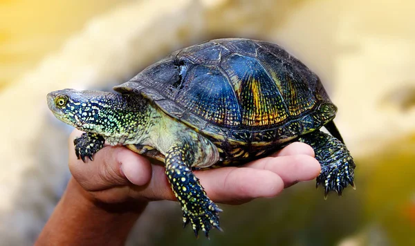 Mały szczegół żółw (żółw) w dłoni — Zdjęcie stockowe
